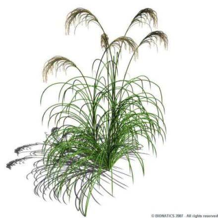 Teuchites - Cymbopogon citratus - лимонная трава, лимонное сорго